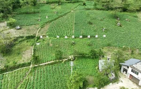 城口：林下生“金” 铺就乡村振兴致富路